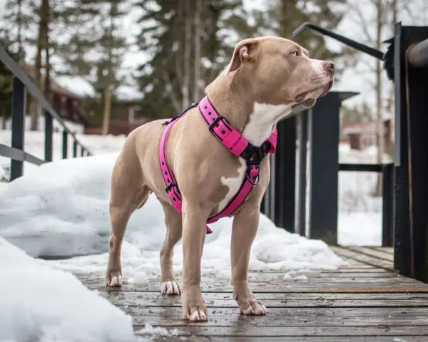 Pies rasy pitbull w różowych szelkach na drewnianym pomoście, zimą. Dowiedz się, jak założyć szelki psu, by spacer był bezpieczny i komfortowy.