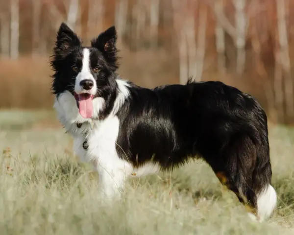 Piękny border collie w trawie, z językiem na wierzchu. Długość życia tej rasy jest imponująca.