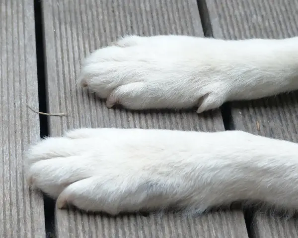Dwa białe, puszyste łapy psa leżą na drewnianej desce. Zastanawiasz się, ile palców ma pies?