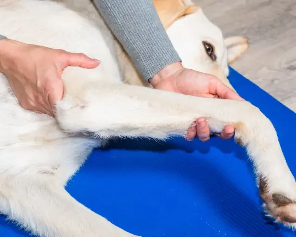 Fizjoterapeuta delikatnie masuje łapę psa, pomagając mu zwalczyć zapalenie stawów.