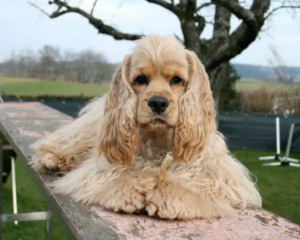Uroczy cocker spaniel, jedna z wielu odmian tej rasy, leży na drewnianej kładce, gryząc przysmak.