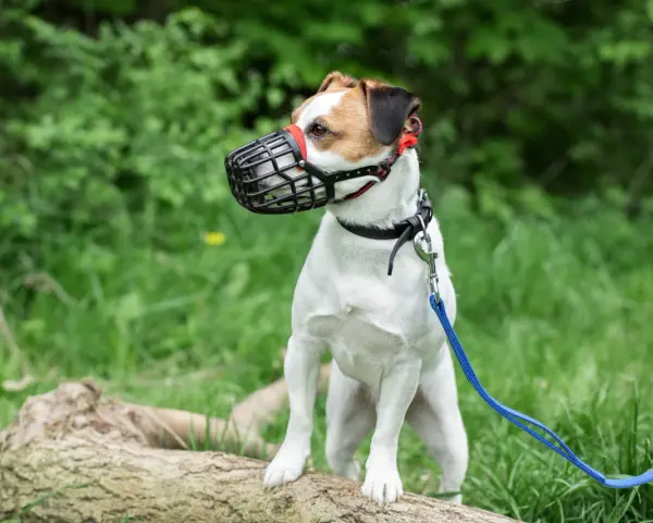Mały piesek w kagańcu, biało-brązowy Jack Russell Terrier, stoi na powalonym drzewie w zielonym lesie.