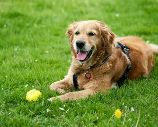 Złoty retriever leży na trawie obok żółtej piłki. Idealny moment, by zacząć uczyć psa aportować!