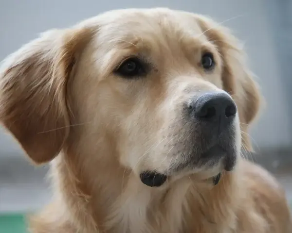 Piękny golden retriever o ciepłych, złotych kolorach sierści, z czarnym nosem i bystrymi oczami.