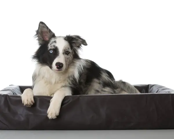 Pies rasy Border Collie z heterochromią, leżący w brązowym legowisku. Jego jedno oko jest niebieskie, drugie brązowe. Wygląda jakby miał ADHD u psa, ale to tylko jego czujność.