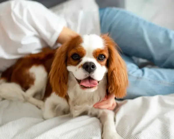 Uśmiechnięta dziewczyna głaszcze Cavaliera King Charles Spaniela, jedną z uroczych ras psów, leżącego na łóżku.