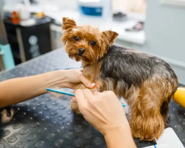 Yorkshire terrier czesany grzebieniem. Domowe sposoby na kołtuny u psa to regularne szczotkowanie, aby sierść była gładka i lśniąca.