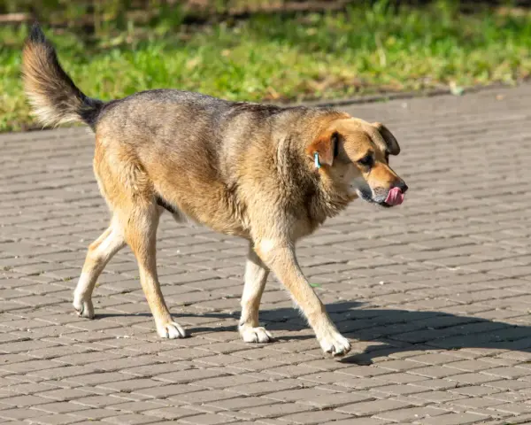 Brązowy pies z niebieską metką na uchu idzie po chodniku, oblizując się. Może właśnie zjadł coś nieodpowiedniego, jak odchody.