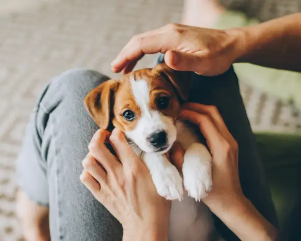 Uroczy szczeniak Jack Russell Terrier w ramionach człowieka. Czas spędzony z matką jest kluczowy dla jego rozwoju.