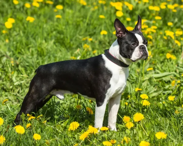 Boston terrier waga idealna, piesek stoi na łące pełnej żółtych mniszków lekarskich.