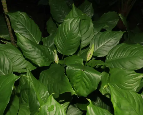 Gęsta aglaonema z pąkami kwiatów, wśród liści czai się mały, czarny kot.