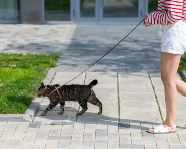 Kot na smyczy, uczony jak nauczyć kota chodzić na smyczy, spaceruje po chodniku obok swojej opiekunki.
