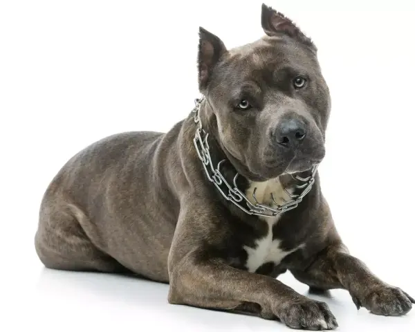 Potężny amstaff w metalowym łańcuchu, idealny do tabeli wagi amstaffa.