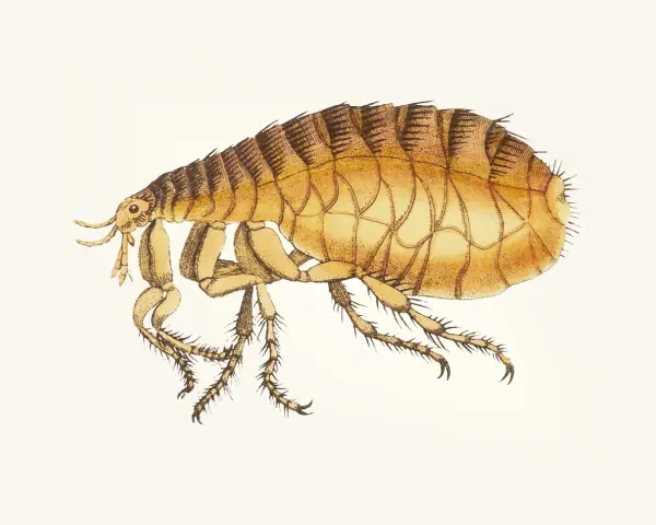 Ilustracja pokazuje, jak wygląda pchła kocia: małe, brązowe, owalne ciało z sześcioma nogami i czułkami.