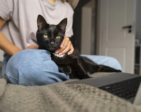 Czarny kot z zielonymi oczami leży na kolanach osoby, która go głaszcze. Obok leży laptop. To moment, kiedy kot zaczyna znaczyć teren, czując się bezpiecznie.