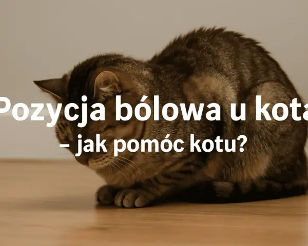 Kot w pozycji bólowej, skulony, z opuszczoną głową. Tekst informuje o tym, jak rozpoznać i pomóc kotu w cierpieniu.