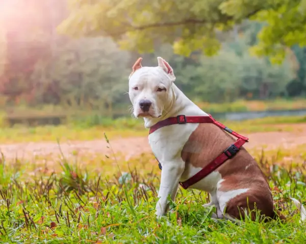 Amstaff w czerwonej uprzęży siedzi na trawie. Zastanawiasz się, ile żyje amstaff? Dbaj o swojego pupila, a będzie cieszył się długim życiem.