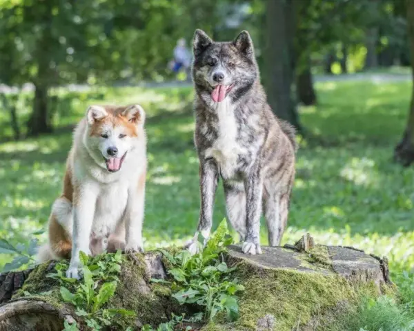 Dwa psy rasy akita inu, jeden rudy, drugi pręgowany, siedzą i stoją na pniu drzewa w parku. Ich charakter jest spokojny i dumny.