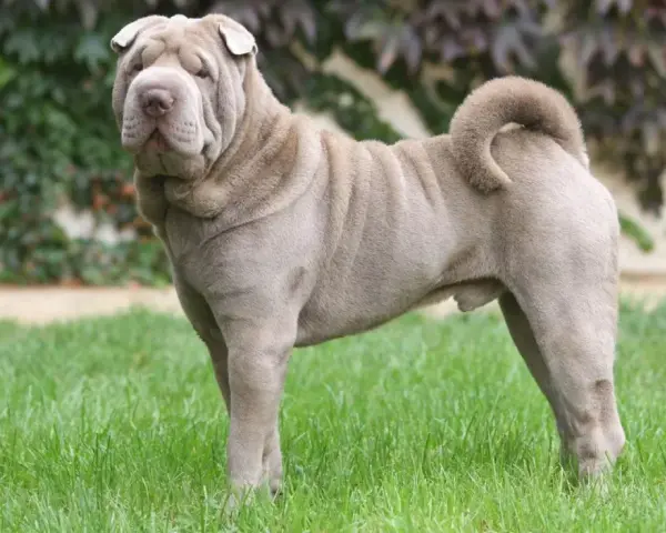 Pies rasy shar pei z charakterystycznymi zmarszczkami na pysku i ciele, stoi na zielonej trawie.