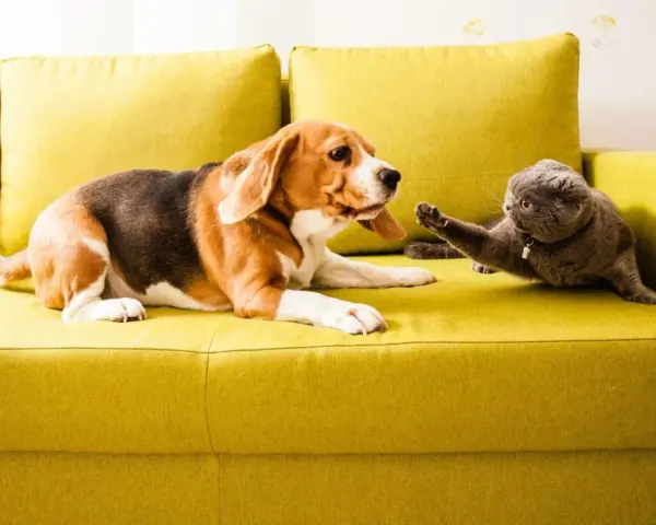 Pies beagle i kot szkocki na kanapie. Jak sprawić, by pies nie atakował kota? Powolne zapoznawanie i pozytywne wzmocnienia.