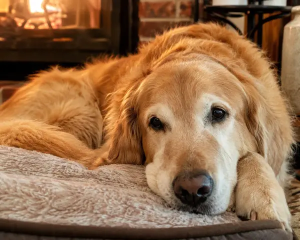 Uroczy golden retriever po polsku odpoczywa przy kominku, wtulony w miękkie posłanie.