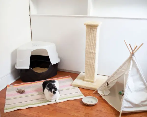 Czarno-biały kotek rozgląda się po swoim nowym domu. Obok kuwety, drapaka i tipi stoi miseczka z napisem "Meow".