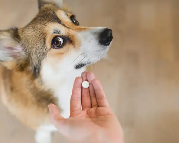 Corgi patrzy na tabletkę na odrobaczenie w dłoni. Po jakim czasie działa tabletka na odrobaczenie psa?