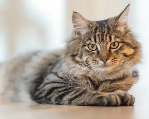 Puszysty kot o pręgowanym futrze leży spokojnie. Zastanawiasz się, czy koty mogą jeść czekoladę? Absolutnie nie!