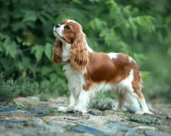 Cavalier king charles spaniel usposobienie: pies o łagodnym spojrzeniu, z długimi, falującymi uszami, stoi na kamienistej ścieżce wśród zieleni.