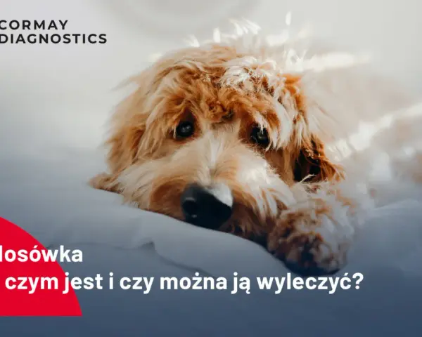 Smutny piesek leży na białym tle. Tekst informuje o objawach nosówki u psa i możliwościach leczenia.