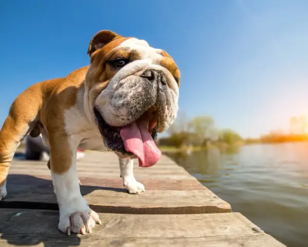 Buldog na drewnianym pomoście, dyszący z wystawionym językiem. Idealny przykład, jak schłodzić psa w upalny dzień nad wodą.