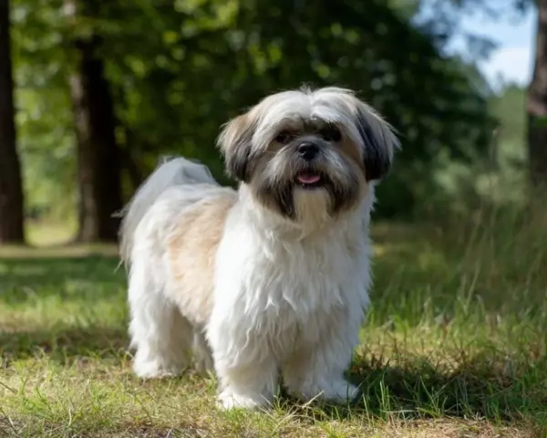Największy shih tzu, puszysty piesek o białej i brązowej sierści, stoi na trawie w lesie, merdając ogonem.