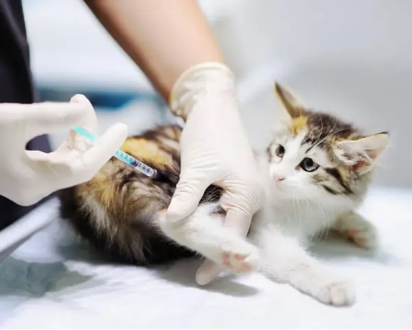 Weterynarz podaje zastrzyk małemu kotu. Kotek ma biało-brązowe futerko i niebieskie oczy.