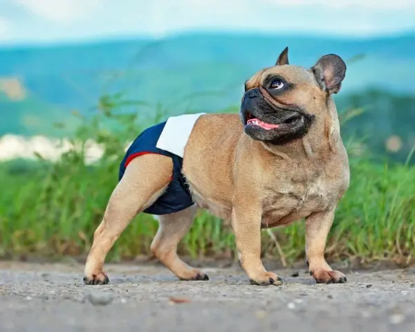 Francuski buldog w pieluszce, gotowy na dni płodne. Cieczka u psa to ważny czas.