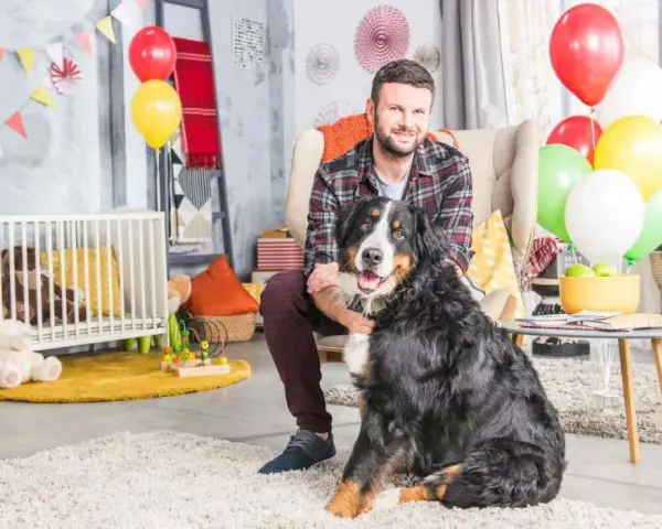 Berneński pies pasterski waga: ten duży piesek z pewnością waży sporo, ale jest bardzo łagodny.