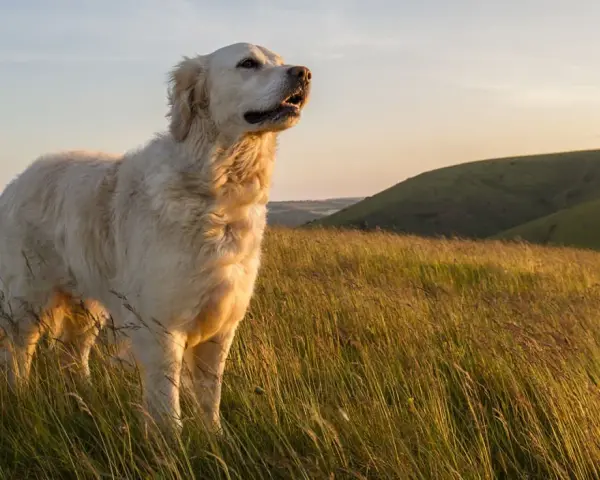 Piękny golden retriever stoi na wzgórzu wśród wysokiej trawy, patrząc w dal.