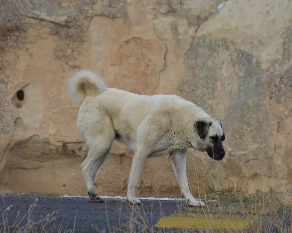 Potężny pies kangal na tle skalistego krajobrazu.