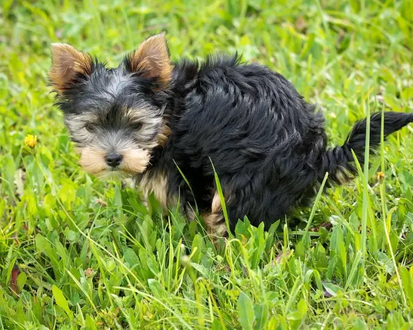Mały, kudłaty piesek Yorkshire Terrier w trawie. Widać, że właśnie zrobił czarną kupę u psa.