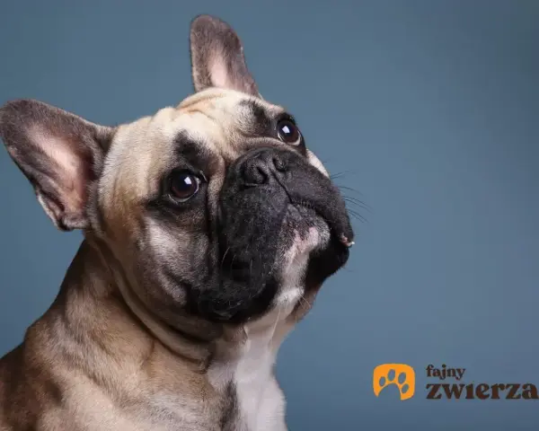 Uroczy buldog francuski, którego waga jest idealna do przytulania, patrzy z zaciekawieniem w górę.
