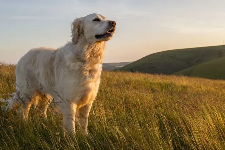Piękny golden retriever stoi na wzgórzu wśród wysokiej trawy, patrząc w dal.