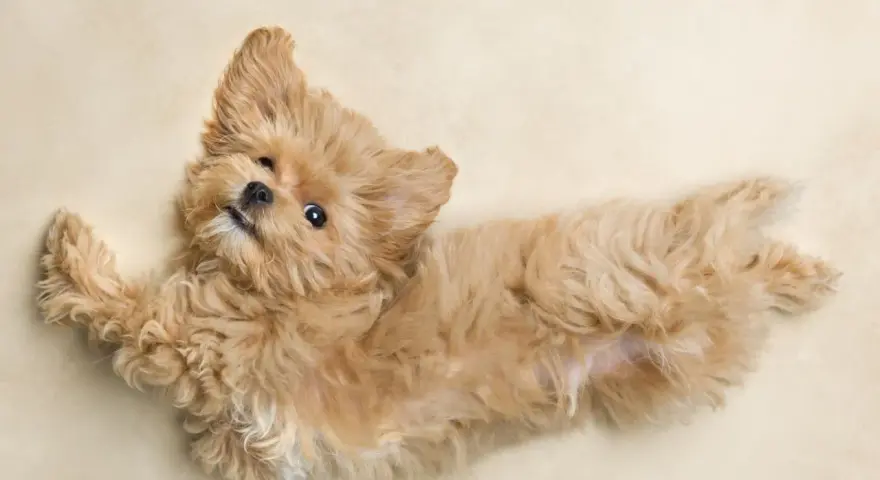 Czy maltipoo ma włosy? Tak, ten uroczy szczeniak ma puszyste, falowane włosy.