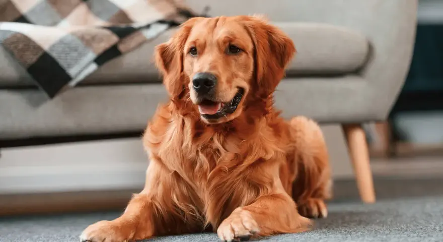 Złoty retriever leży na dywanie obok kanapy. Dowiedz się, jak nauczyć szczeniaka zostawać samemu w domu, by Twój pupil czuł się bezpiecznie.