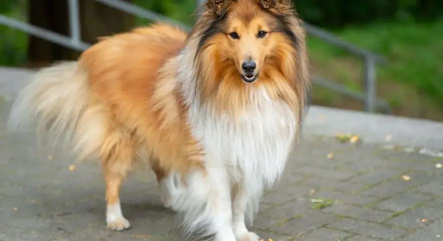 Piękny pies rasy collie o długiej, złocistej sierści stoi na chodniku.