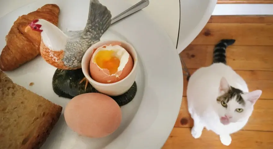 Biały kot z pręgowanym ogonem patrzy na talerz z jajkiem na miękko, croissantem i chlebem. Czy kot może jeść jajka? Ten kot wygląda, jakby chciał się przekonać.