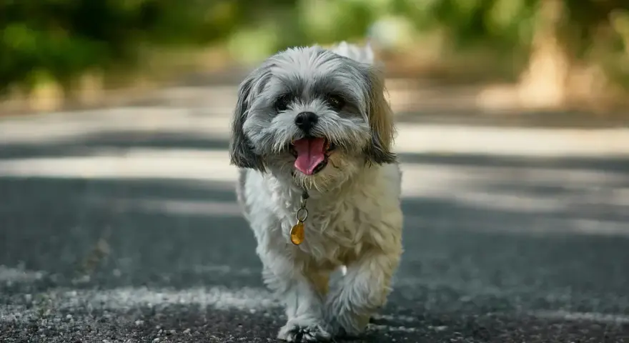Szczęśliwy shih tzu, z językiem na wierzchu, idzie ścieżką. Jego waga jest idealna do spacerów.