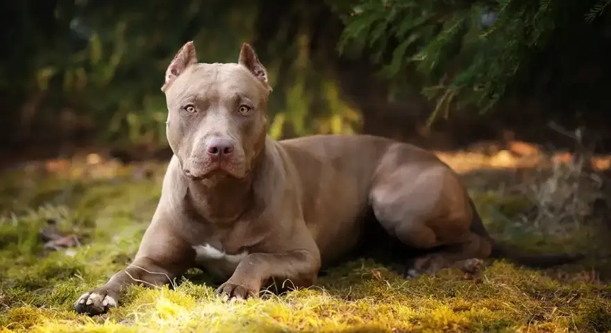 Potężny pies rasy pitbull o brązowej sierści leży na trawie, otoczony zielenią lasu.