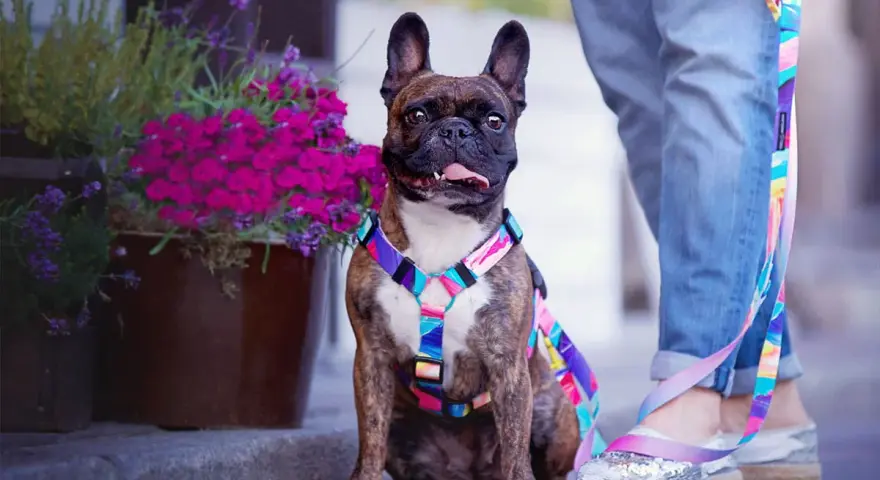 Francuski buldog w kolorowym dławiku dla psa. Jak założyć dławik? Pies siedzi obok donicy z kwiatami.