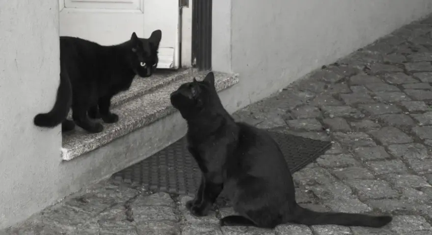 Dwa czarne koty w domu, jeden na progu, drugi na zewnątrz. Widać napięcie, może to początek agresji między nimi.