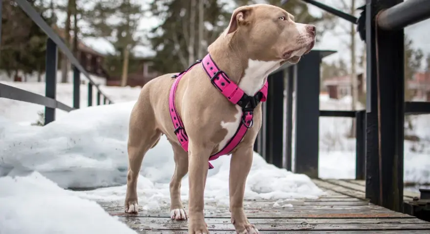 Pies rasy pitbull w różowych szelkach na drewnianym pomoście, zimą. Dowiedz się, jak założyć szelki psu, by spacer był bezpieczny i komfortowy.