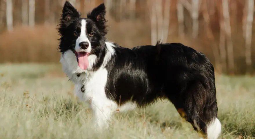 Piękny border collie w trawie, z językiem na wierzchu. Długość życia tej rasy jest imponująca.